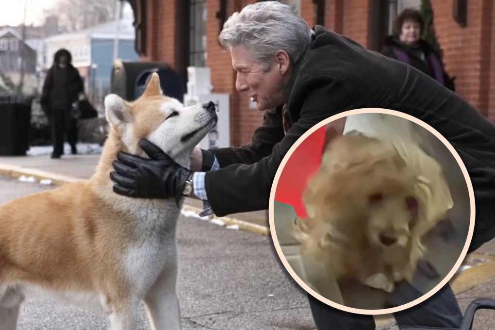 After a Shanghai man died in December 2025, his dog waited daily in the corridor for his return, touching many by its loyalty. Photo: SCMP composite/Douyin/IMDb