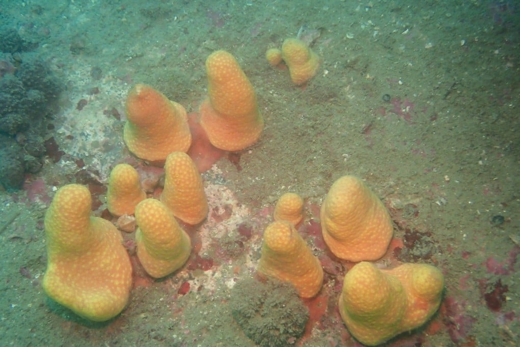 The newly discovered soft coral species, Paraminabea inflata, is seen off the coast of Hong Kong Island. Researchers from Baptist University announced the discovery of two corals, including one called Parasphaerasclera dimorpha, on January 5. Photo: Handout