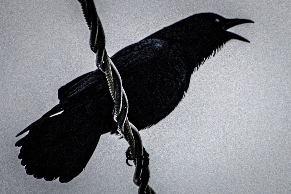 A crow caws from an overhead power line. A survey conducted in December showed the number of crows in Japan’s capital had fallen to less than 20 per cent of its early-2000s peak. Photo: dpa