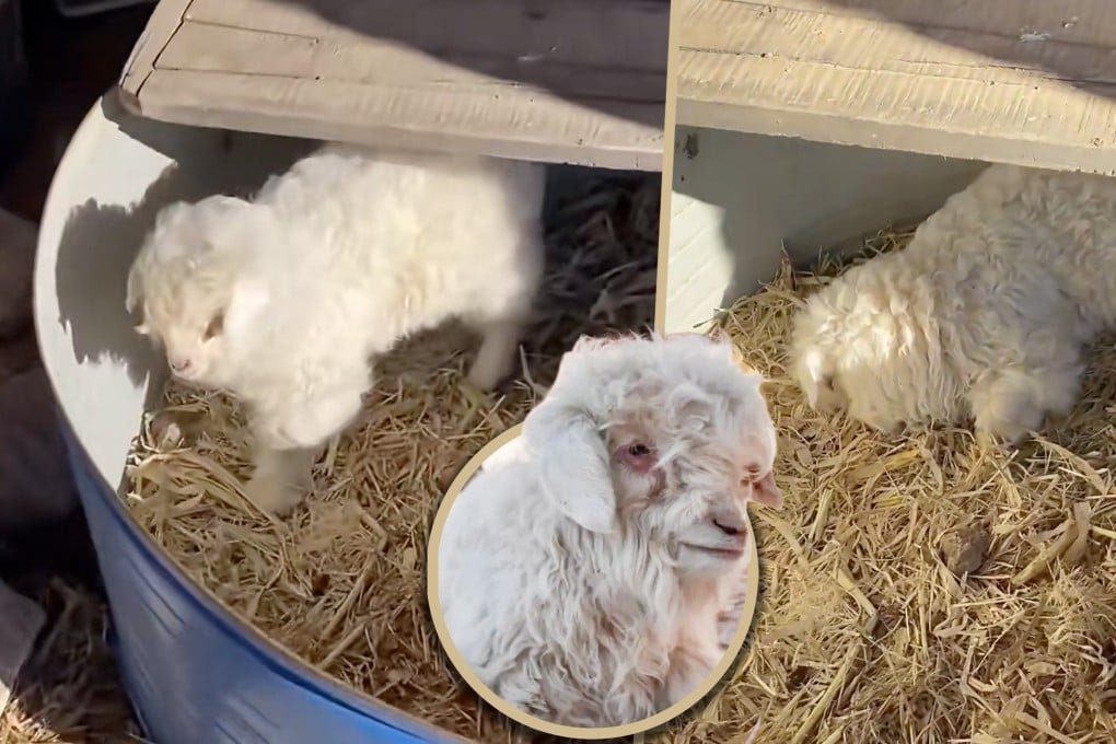 A lamb in China, dubbed the “drama queen,” went viral for pretending to be dead whenever a potential buyer approached it. Photo: SCMP composite/Sohu/RedNote