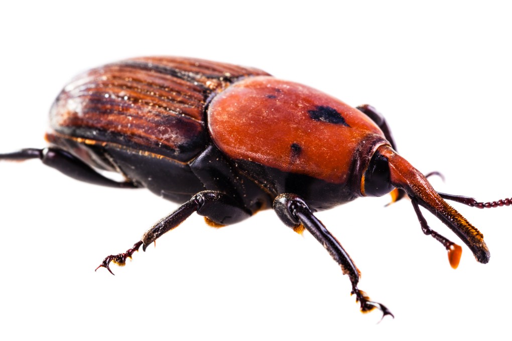 Teknologi Drone dan China Bantu Lawan Serangan Hama Kumbang Merah di Uruguay