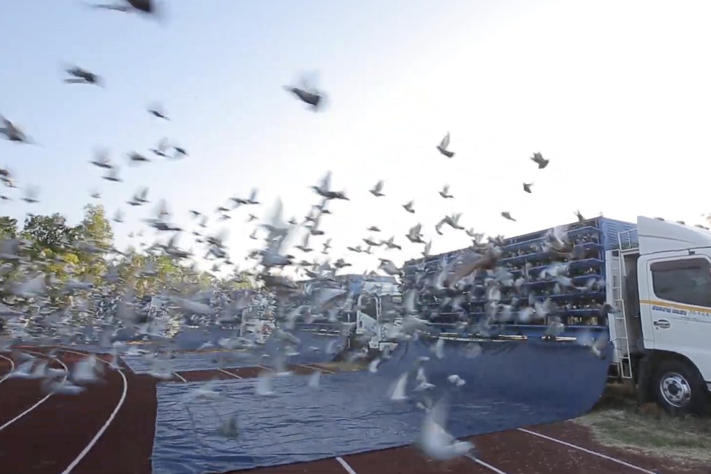 Pigeons are let fly in Mukdahan, Thailand, at the start of a Pattaya International Pigeon Race. Photo: Rathapon Nanthapreecha