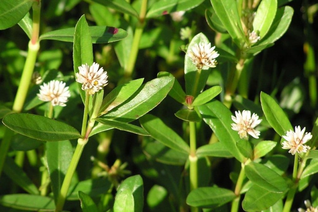 The alligator weed can proliferate even from fragments. Photo: Conservation Auckland