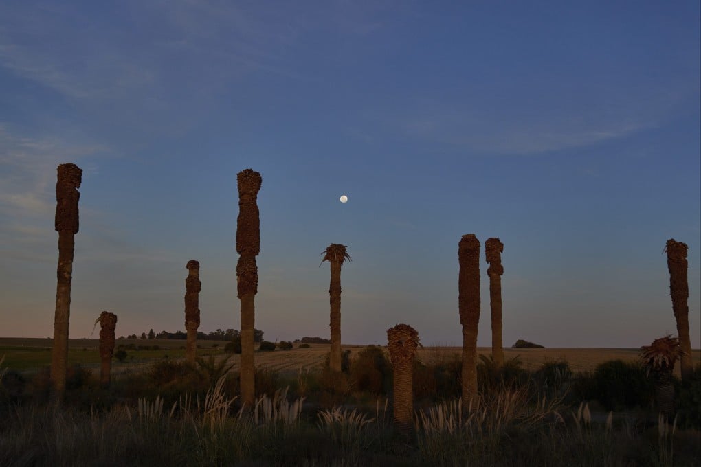 Authorities in Uruguay are battling the red palm weevil, an insect that devours native palm trees. Photo: AP