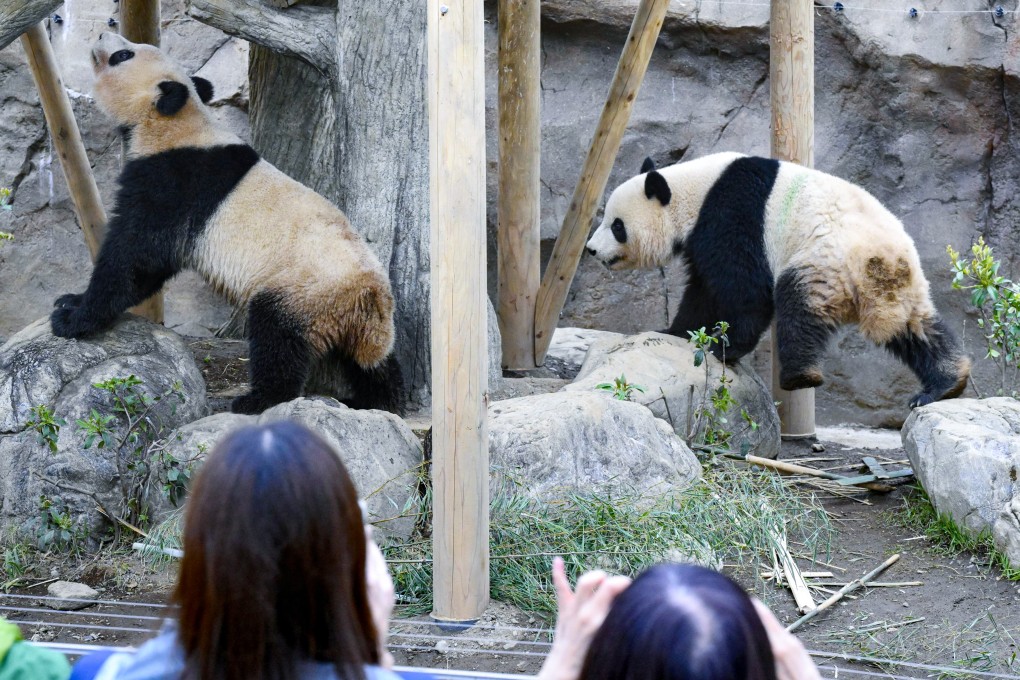 Visitors have been queuing for hours to see Xiao Xiao and Lei Lei at Tokyo’s Ueno zoo since it was announced they would leave earlier than previously planned. Photo: Kyodo