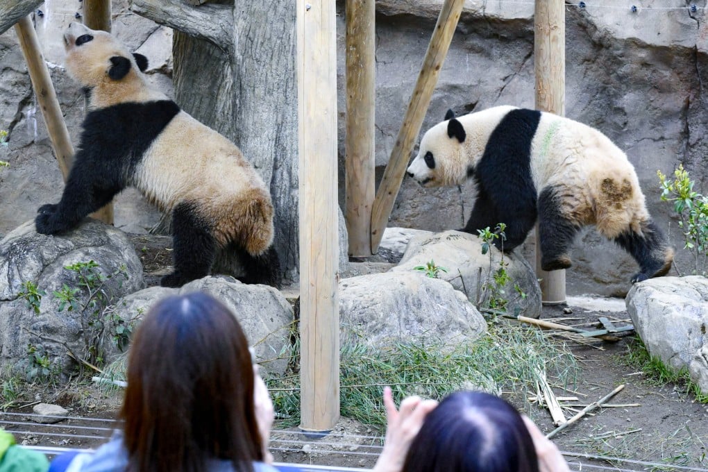 Visitors have been queuing for hours to see Xiao Xiao and Lei Lei at Tokyo’s Ueno zoo since it was announced they would leave earlier than previously planned. Photo: Kyodo