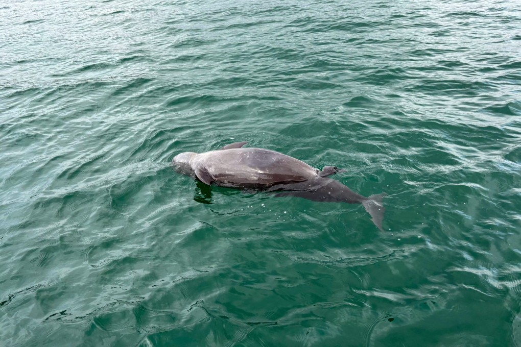 The porpoise was found on Tuesday morning near Ap Chau, one of the city’s outlying islands. Photo: Handout