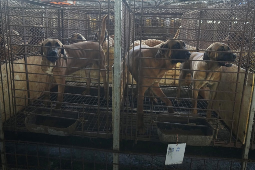 Dogs are seen in cages at a dog farm in Pyeongtaek, South Korea in June 2023. Photo: AP