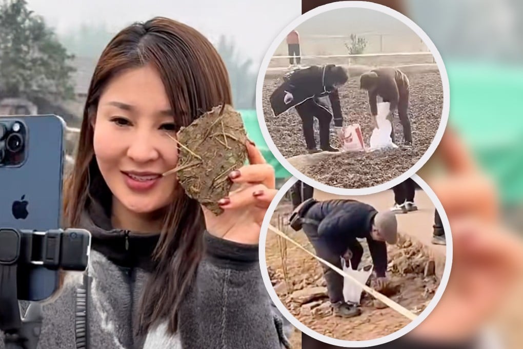 A Chinese woman went viral after she asked for volunteers to slaughter her two pigs. She gained two million online fans and her fame prompted soil from nearby land to be sold on the internet as a “lucky charm.” Photo: SCMP composite/Douyin