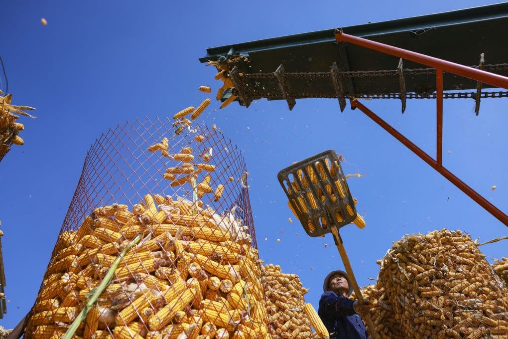 Industrial starch is mainly derived from corn. Photo: Xinhua