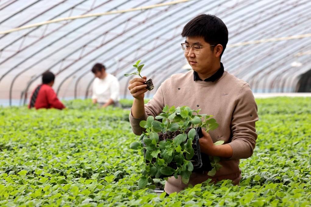 Vegetable seedlings are examined at a greenhouse in China’s Shandong province. Chinese authorities say considerable advances have been made in the domestic seed industry over the last few years. Photo: Getty Images