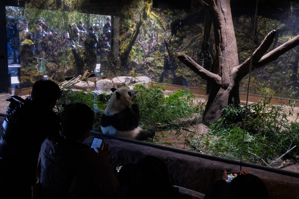 Visitors take photographs of giant panda Xiao Xiao in its enclosure at Ueno Zoo in Tokyo on Sunday. Photo: AP