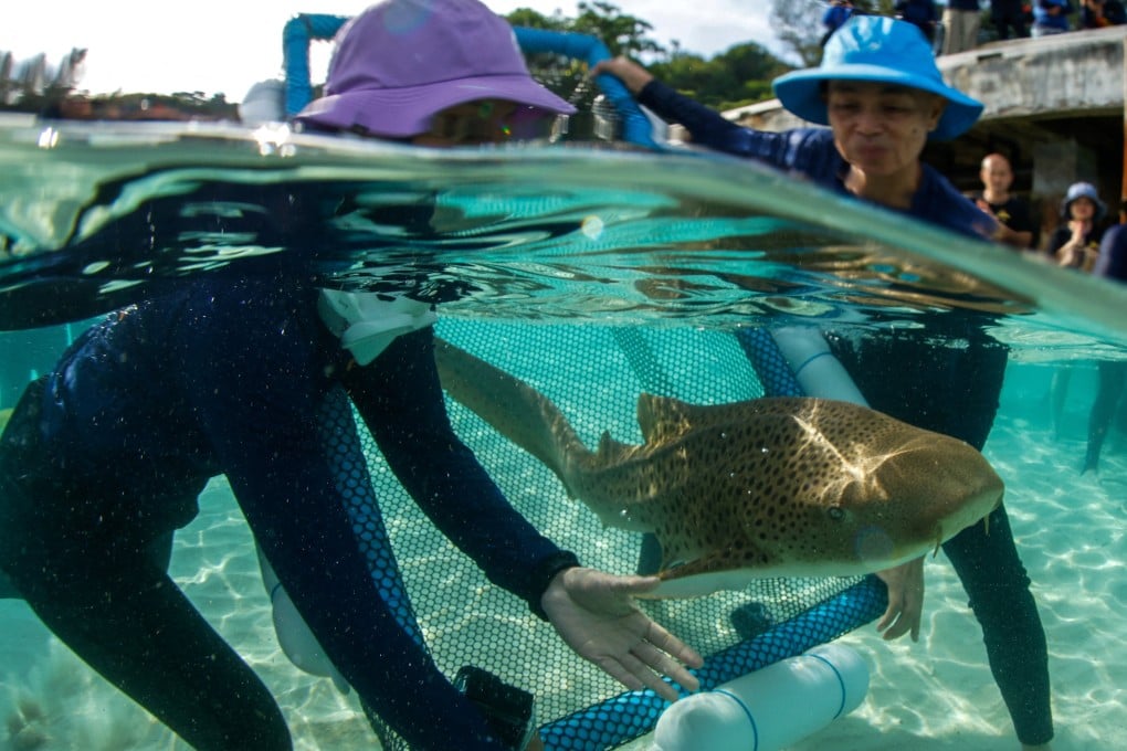 Conservationists release an Indo-Pacific leopard shark into the sea at Maiton Island in Phuket on December 8, 2025. Photo: Reuters