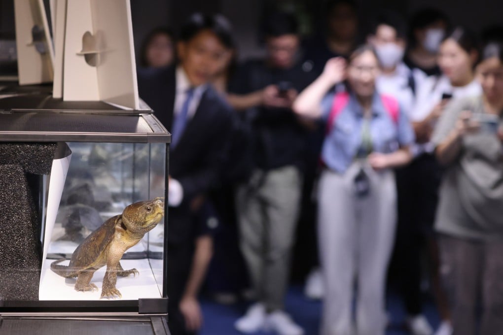 A big-headed turtle is displayed during a press briefing on illegal possession of endangered species at the Agriculture, Fisheries and Conservation Department office in Cheung Sha Wan in 2023. Photo: May Tse