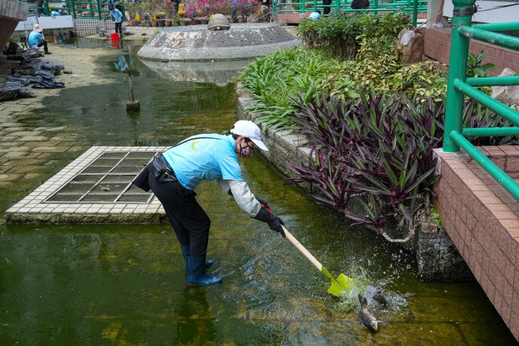 Workers clean a pond at King Lam Estate in Tseung Kwan O, with fish still in shallow water. Photo: Jelly Tse