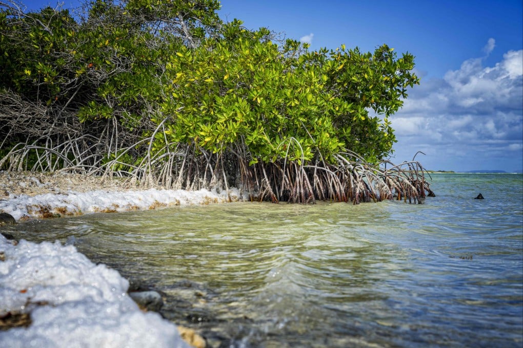 A mangrove on the Dutch Caribbean island of Bonaire. Photo: AFP