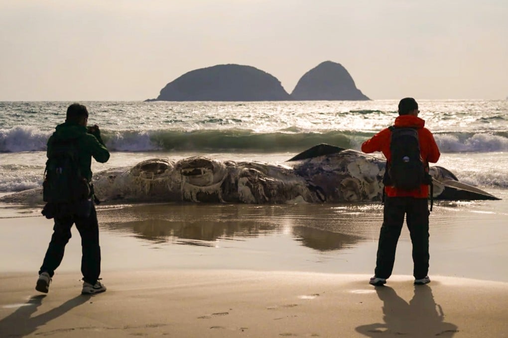 The whale carcass was discovered on Thursday. Photo: Handout