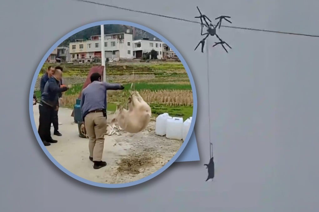 A farmer in China used a drone to transport pigs causing a 10-hour blackout when a power line became entangled with the device. Photo: SCMP composite/Douyin