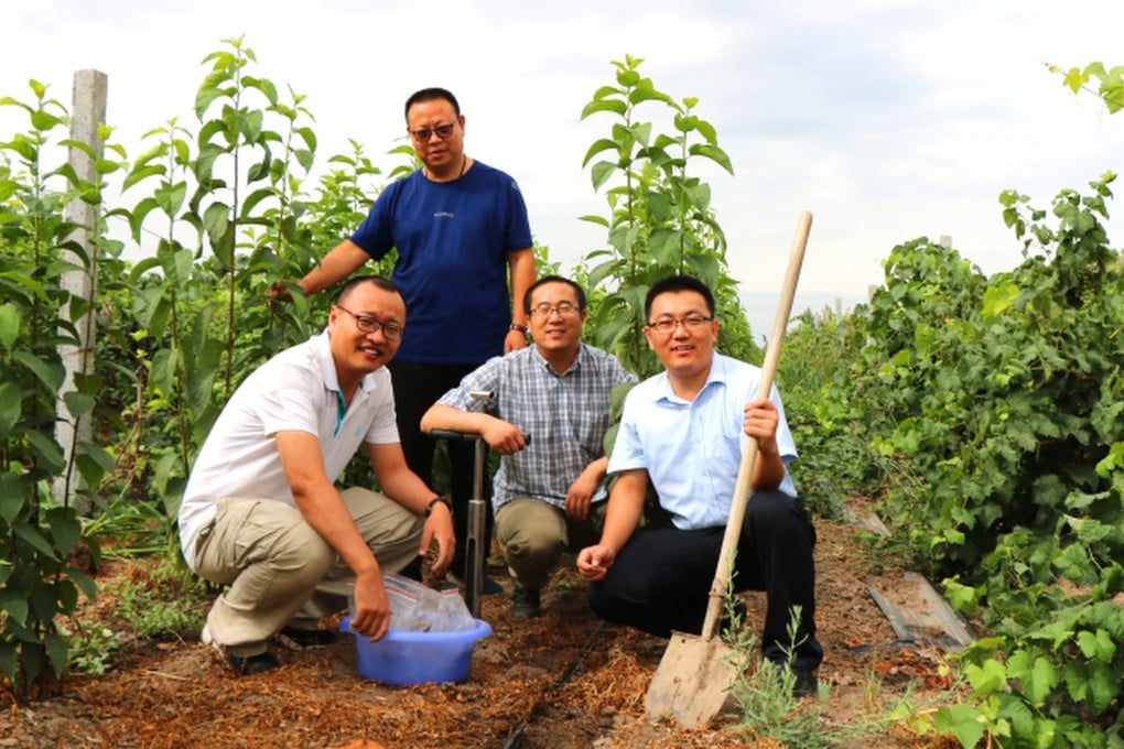 Budidaya Duzhong di Gurun Gobi Tingkatkan Pasokan Karet Nasional China