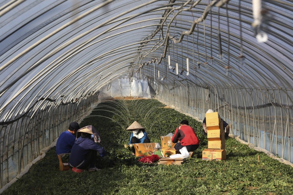 Migrant labourers work inside a greenhouse at a farm in Pocheon, South Korea, in 2021. Photo: AP