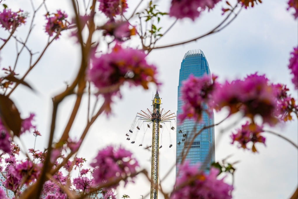 Purple tabebuia in full bloom at Tamar Park in Admiralty with International Financial Centre, which houses the Hong Kong Monetary Authority, in the background, on December 29, 2025. Photo: Eugene Lee