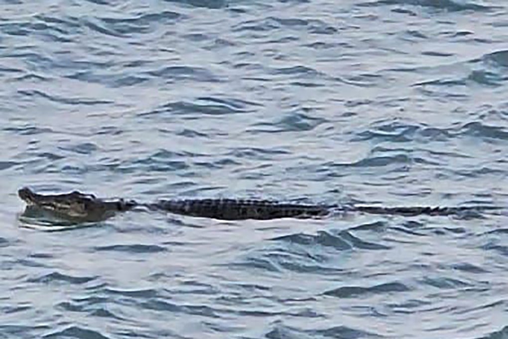 Singapore’s Sentosa island has suspended all water activities after a crocodile was spotted off Sentosa Cove. Photo: Facebook/coxie