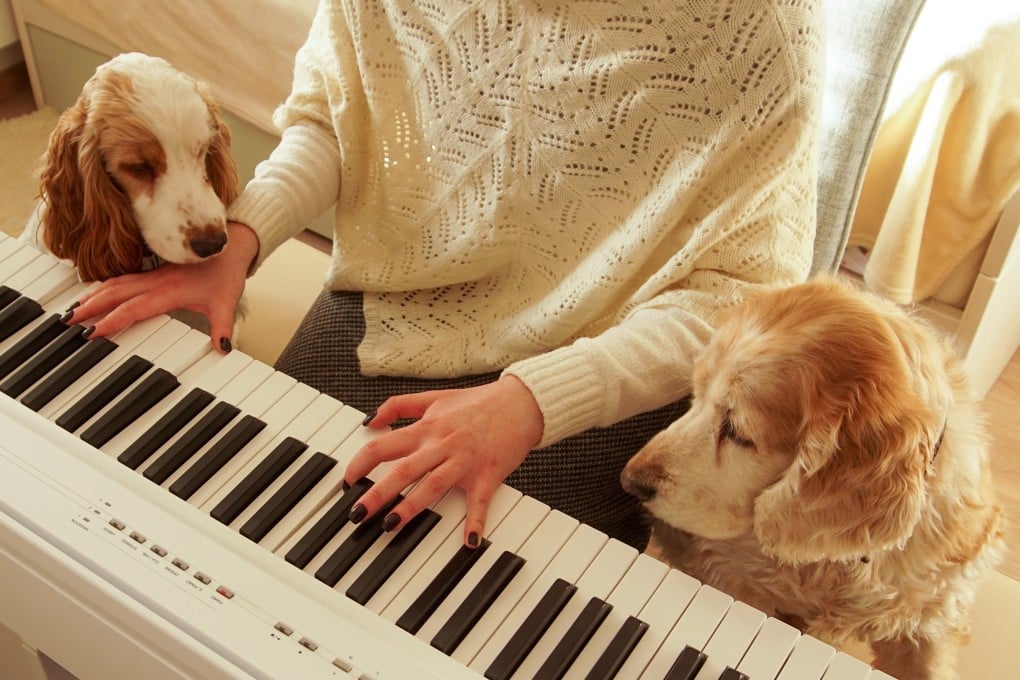 Music appears to promote relaxation in dogs and is even used to help train them. But animal behaviouralists say more research is needed to understand how much of an effect music has on dogs and in which situations. Photo: Shutterstock