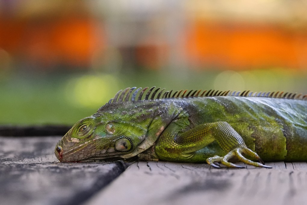 An iguana stunned by the cold lies immobile on a house deck in South Miami, Florida. Photo: AP