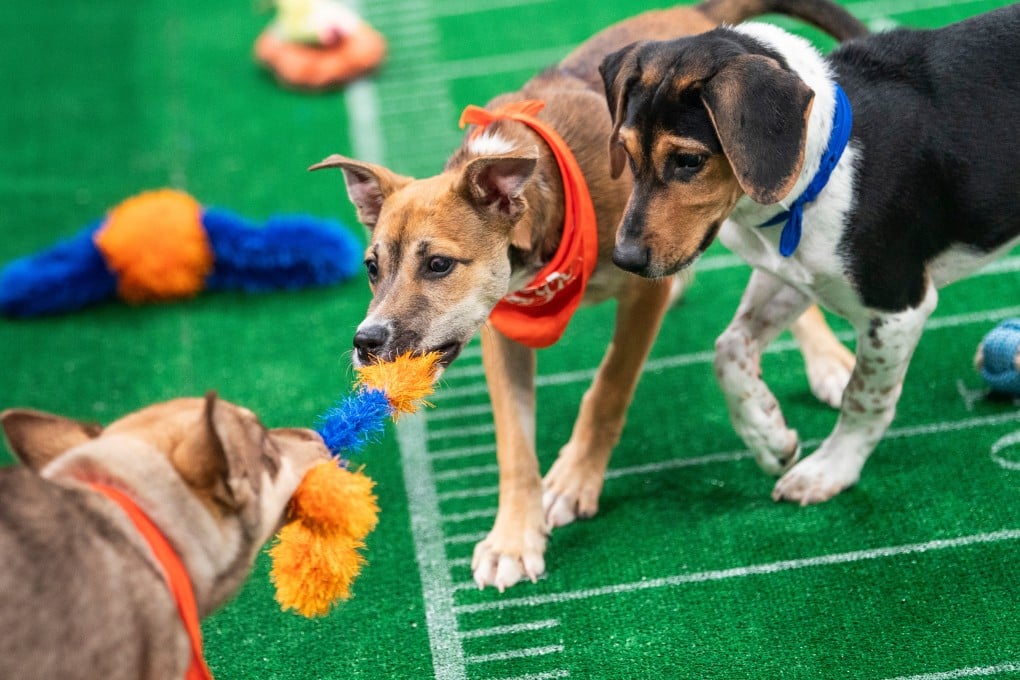 Dogs take part in Puppy Bowl XXII, which airs this weekend on Animal Planet, Discovery, HBO Max and Discovery+. Photo: AP