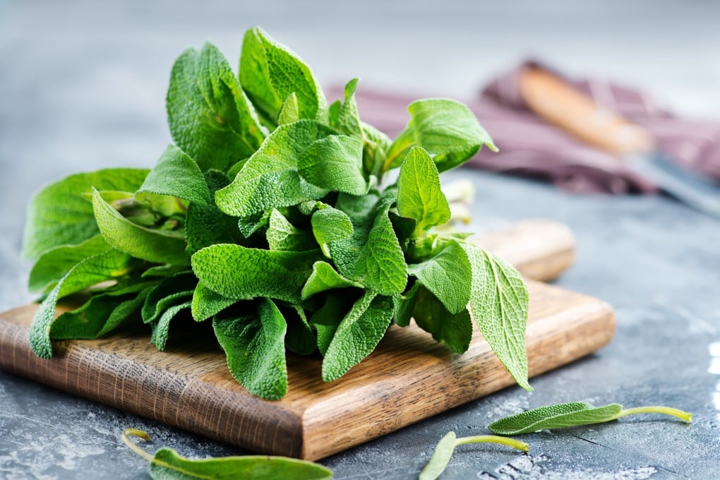 Sage is a Mediterranean herb that imparts a savoury, earthy aroma to dishes from gnocchi to pumpkin flans. Photo: Shutterstock