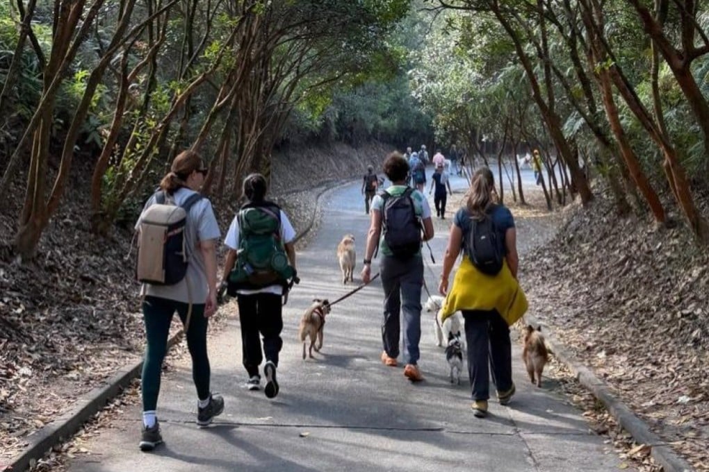 The Exploring Dogs group on a walk through Tai Tong, Hong Kong, in December, 2025. Founder Stephanie Lown says being outdoors in the fresh air can help ground you and give you a fresh perspective. Photo: Instagram/exploringdogs
