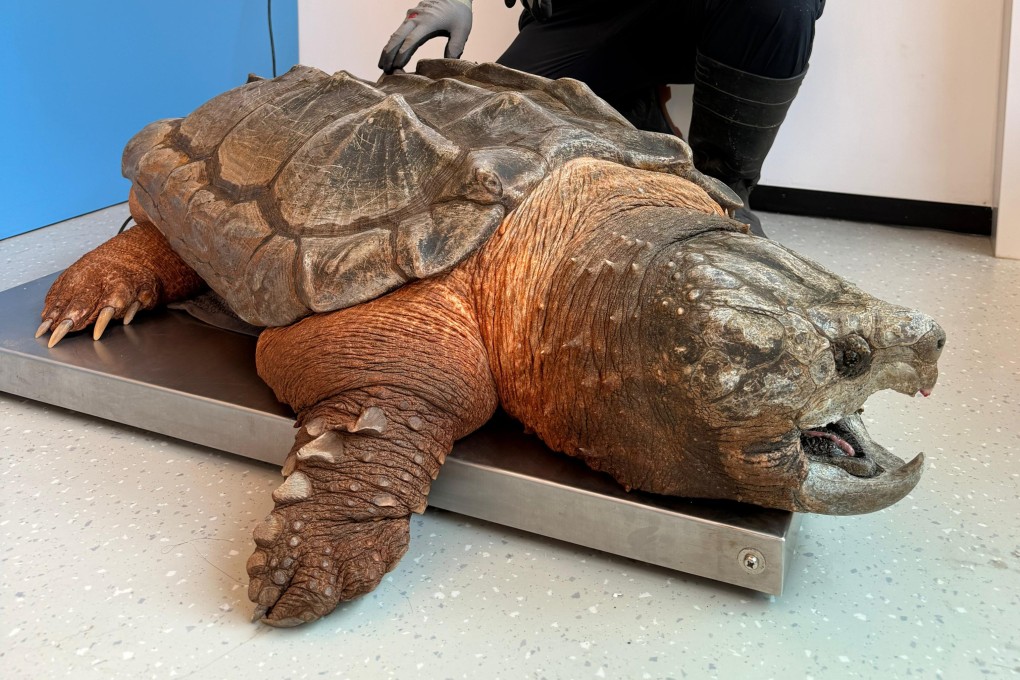 Yoshi the alligator snapping turtle. Photo: Handout