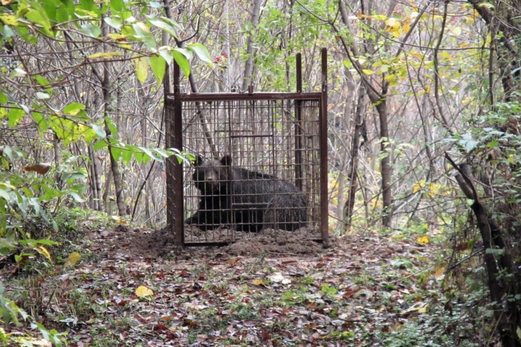 A bear captured in a box trap in Shimane Prefecture, western Japan. Photo: Shimane Prefecture Mountainous Region Research Centre/Kyodo