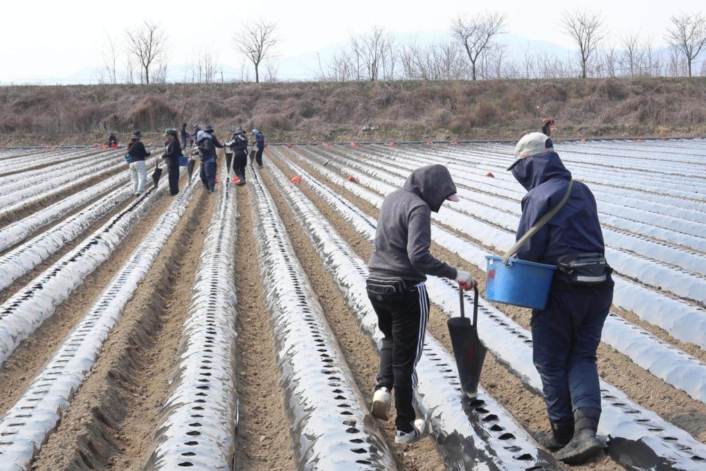 Foreign workers plant potatoes at a farm in Mungyeong, North Gyeongsang Province, South Korea, in March 2024. Photo: Korea Times