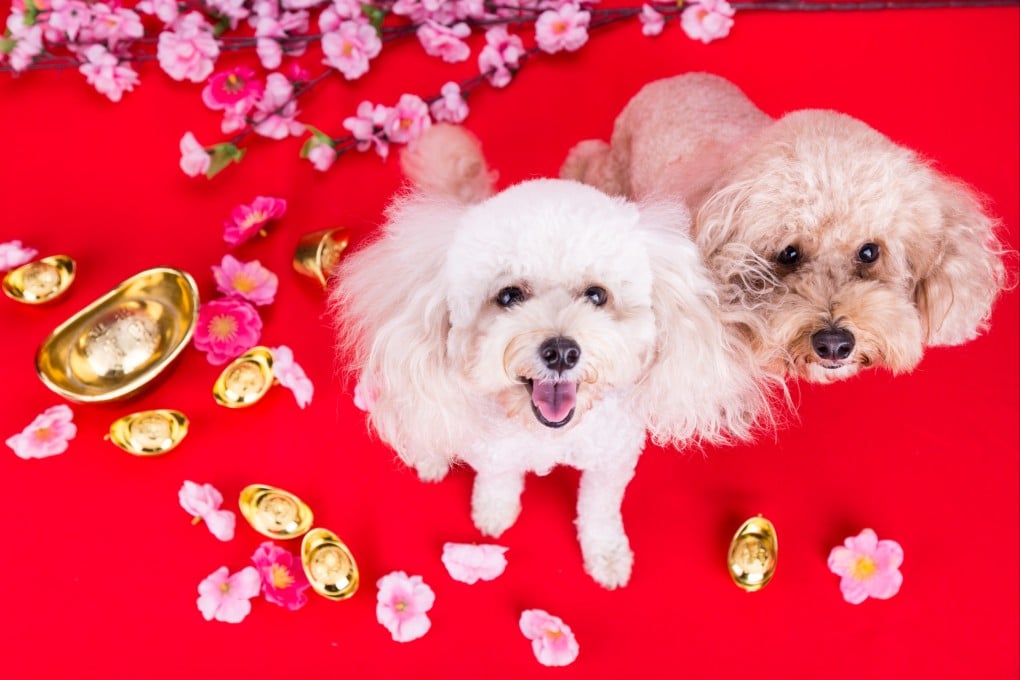 How can those born in the Year of the Dog use feng shui to improve their luck in love, money and health this coming year? Feng shui practitioner Andrew Kwan shares advice. Photo: Shutterstock
