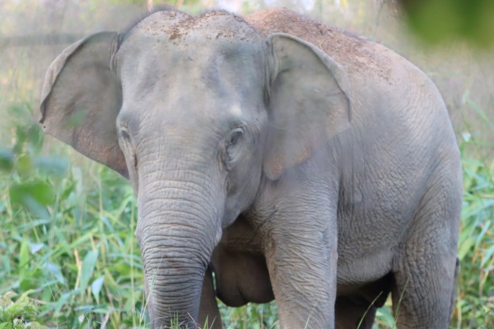A wild elephant receives a contraception vaccine in the Trat province of Thailand on January 27. Photo: Thailand Department of National Parks, Wildlife and Plant Conservation/AP