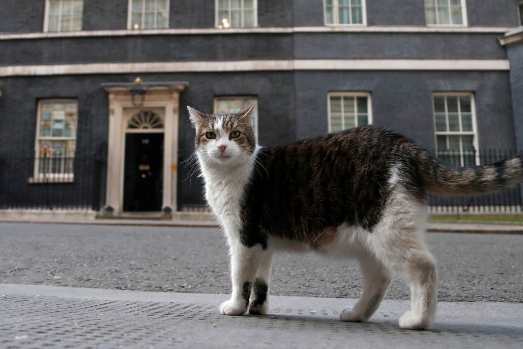 Larry, the official 10 Downing Street cat. File photo: AP