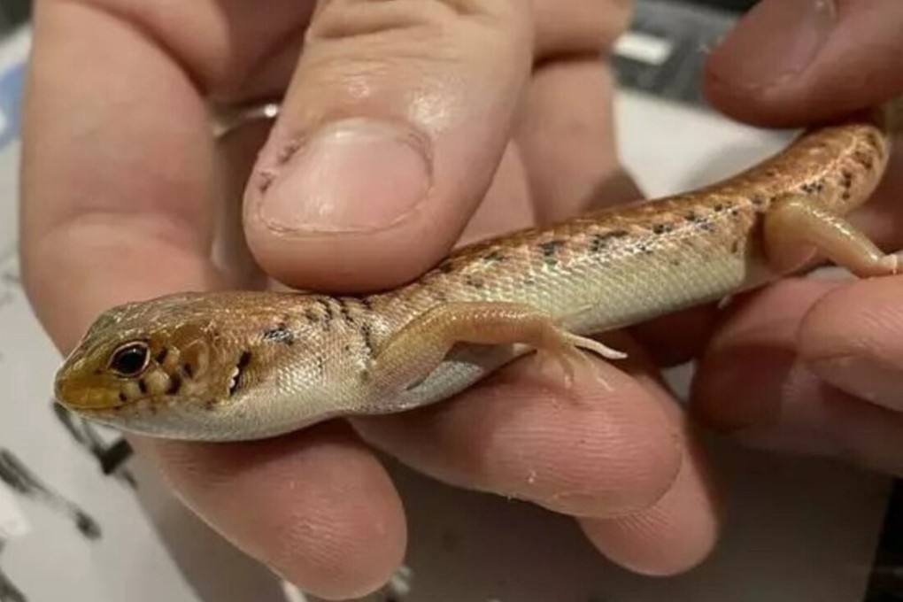 One of the reptiles rescued from being mailed in a package. Photo: Department of Climate Change, Energy, the Environment and Water