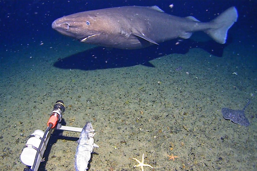 A sleeper shark swims into the spotlight of a video camera in Antarctica in January 2025. Photo: Minderoo-UWA Deep-Sea Research Centre, Inkfish, Kelpie Geoscience via AP