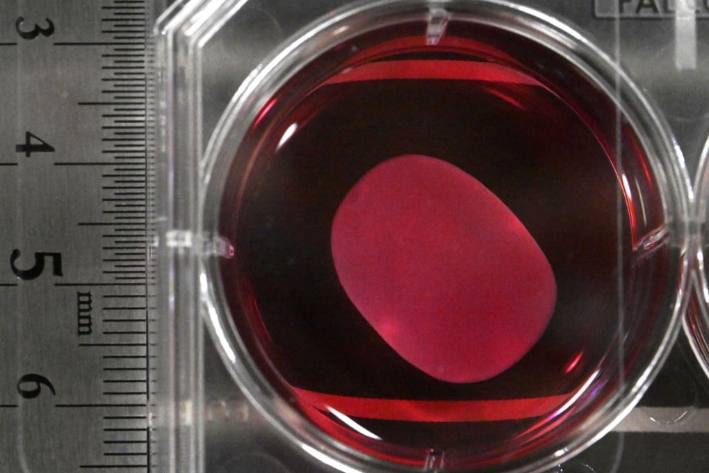 A heart muscle sheet derived from human stem cells at the University of Osaka. Photo: Kyodo