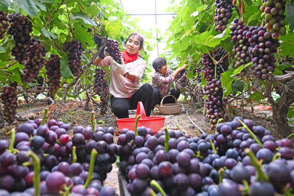 Farmers pick grapes in Xuzhou, Jiangsu province on June 6, 2025. Photo: VCG via Getty Images