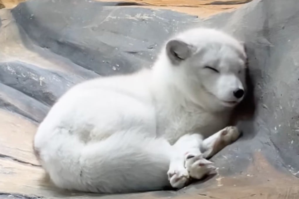 Arctic fox “Siu Go” has died of old age. Photo: Ocean Park