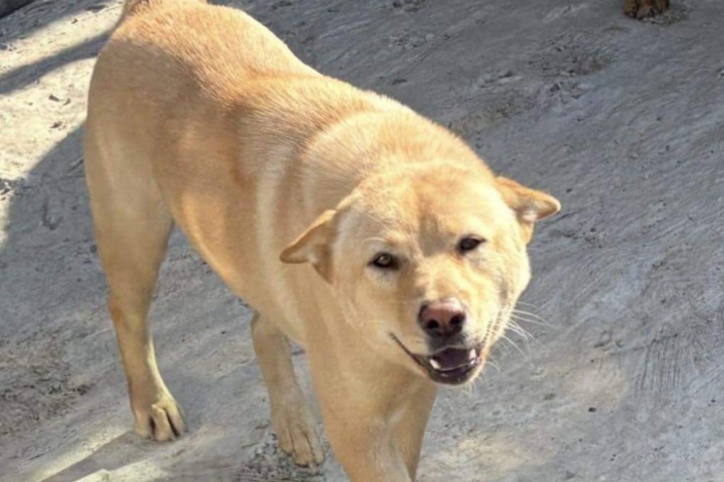 The Sai Kung Stray Friends Foundation told the South China Morning Post the body of “Glue” was found at around 3pm on Sunday. Photo: Sai Kung Stray Friends Foundation