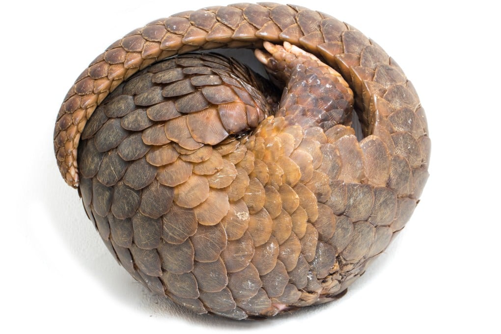 A Malaysian resort was raided for serving illegal pangolin soup and meat in Sabah. Photo: Shutterstock