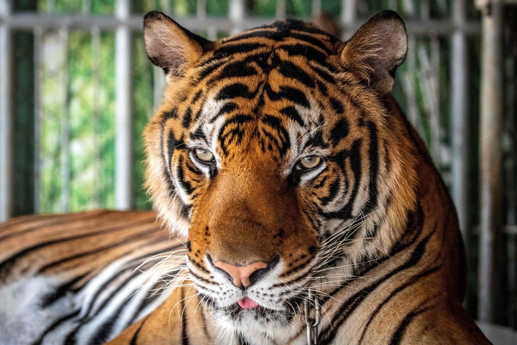 A tiger chained to be photographed by tourists is seen at a tiger park in Pattaya, Thailand. Photo: AFP