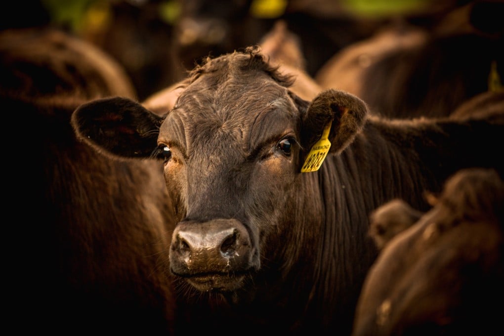 Cattle at Mayura Station, located on the Limestone Coast of South Australia. Photo: courtesy Mayura Station
