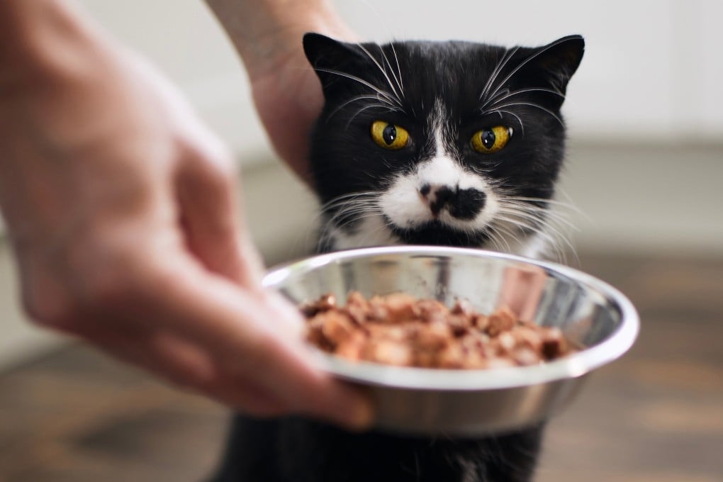 A young man made headlines during the Chinese New Year by earning US$23,000 in just one holiday week through his cat-feeding services, completing more than 2,000 orders with his team. Photo: Shutterstock