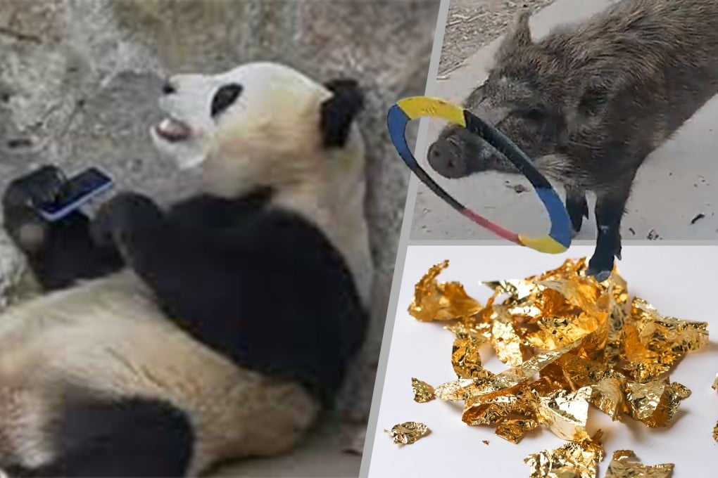 Quirky China: A zoo panda refuses to return a phone that was dropped into its enclosure, a talented piglet known for its ability to spin a plastic ring has been spared from becoming dinner and an affordable gold rush among country’s youth. Photo: SCMP composite/Shutterstock/Douyin/Weibo