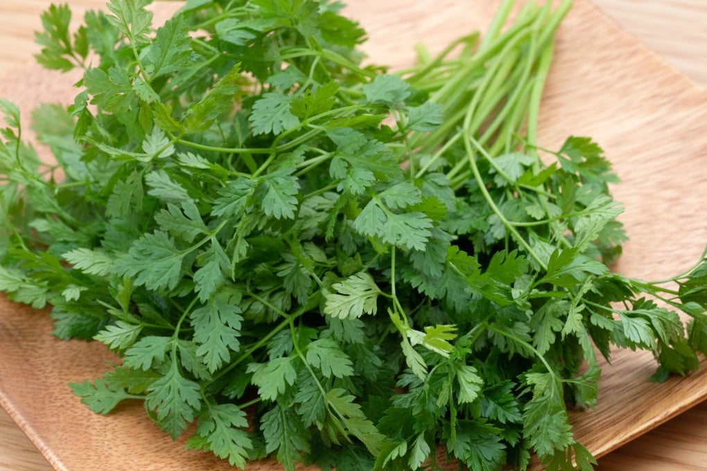 Chervil is a relative of parsley and has a similar flavour with added notes of aniseed. Photo: Shutterstock