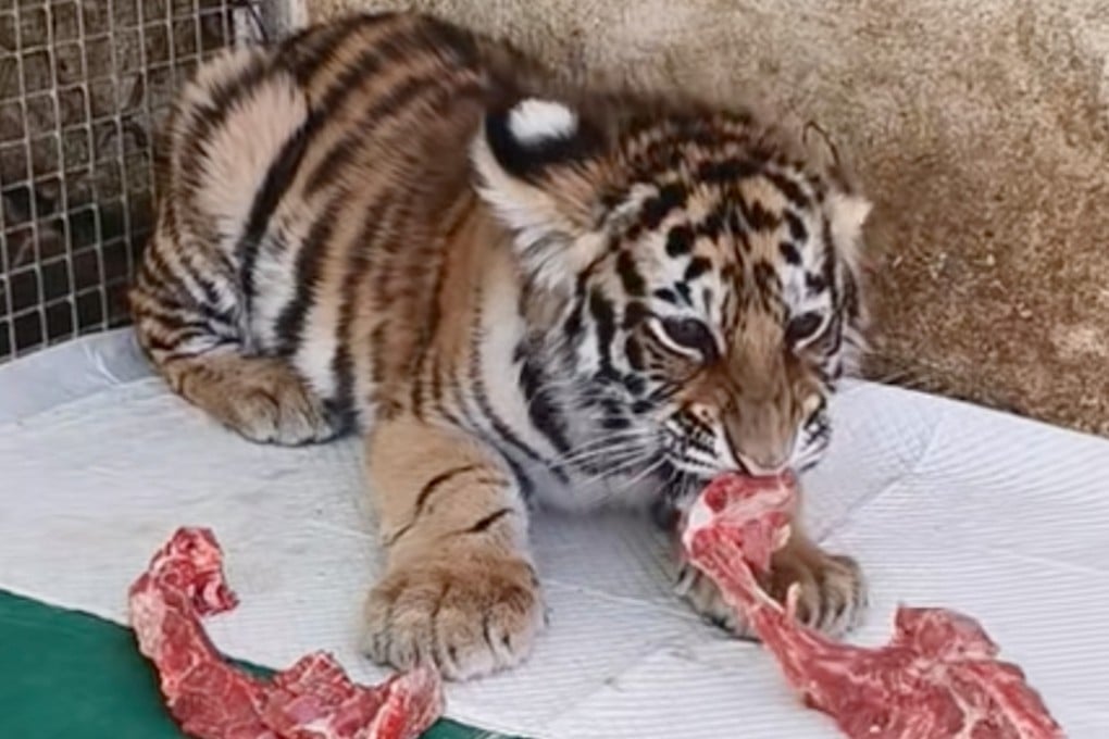 A zoo in China has faced a backlash for using old videos of a deceased tiger cub to seek donations labelled as “sponsor fees.” Photo: Douyin